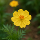 COSMOS sulphureus (Sulphur Cosmos, Dwarf Lemon)