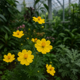 COSMOS sulphureus (Sulphur Cosmos, Dwarf Lemon)