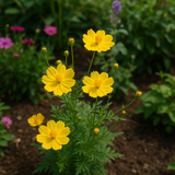 COSMOS sulphureus (Sulphur Cosmos, Dwarf Lemon)