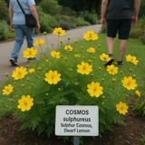 COSMOS sulphureus (Sulphur Cosmos, Dwarf Lemon)