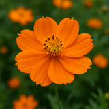 COSMOS sulphureus (Cosmos, Dwarf Orange)