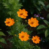 COSMOS sulphureus (Cosmos, Dwarf Orange)