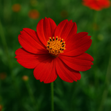 COSMOS sulphureus (Sulphur Cosmos, Dwarf Red)