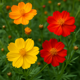 COSMOS sulphureus (Cosmos, Dwarf Mixed)