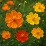 COSMOS sulphureus (Cosmos, Dwarf Mixed)