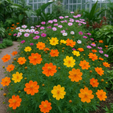 COSMOS sulphureus (Cosmos, Dwarf Mixed)