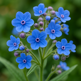 Cynoglossum amabile (Chinese Forget-Me-Not)