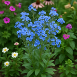 Cynoglossum amabile (Chinese Forget-Me-Not)