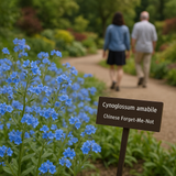 Cynoglossum amabile (Chinese Forget-Me-Not)
