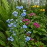 Cynoglossum amabile (Chinese Forget-Me-Not)