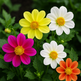 Dahlia variabilis (Dwarf Single Mix)