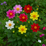 Dahlia variabilis (Dwarf Single Mix)