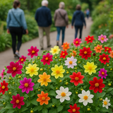Dahlia variabilis (Dwarf Single Mix)