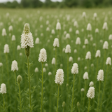 DALEA candida (Prairie Clover, White)