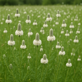 DALEA candida (Prairie Clover, White)
