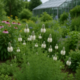 DALEA candida (Prairie Clover, White)
