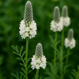 DALEA candida (Prairie Clover, White)