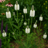 DALEA candida (Prairie Clover, White)