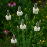 DALEA candida (Prairie Clover, White)