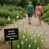 DALEA candida (Prairie Clover, White)