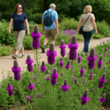 DALEA purpurea (Prairie Clover, Purple)