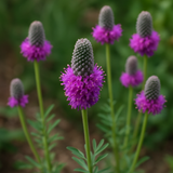 DALEA purpurea (Prairie Clover, Purple)