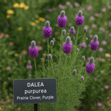 DALEA purpurea (Prairie Clover, Purple)