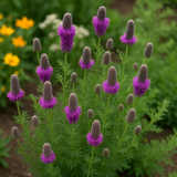 DALEA purpurea (Prairie Clover, Purple)