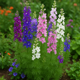 DELPHINIUM consolida 'Imperial Mix' (Rocket Larkspur, Mixed)