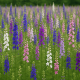 DELPHINIUM consolida 'Imperial Mix' (Rocket Larkspur, Mixed)
