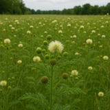 DESMANTHUS illinoensis (Illinois Bundleflower)