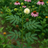 DESMANTHUS illinoensis (Illinois Bundleflower)