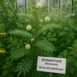 DESMANTHUS illinoensis (Illinois Bundleflower)