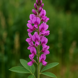 DESMODIUM canadense (Showy Tick Trefoil)