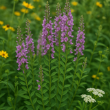 DESMODIUM canadense (Showy Tick Trefoil)