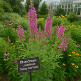 DESMODIUM canadense (Showy Tick Trefoil)