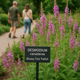 DESMODIUM canadense (Showy Tick Trefoil)