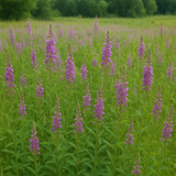 DESMODIUM canadense (Showy Tick Trefoil)
