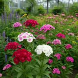 DIANTHUS barbatus (Sweet William Pinks, Mixed)