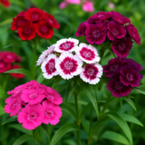 DIANTHUS barbatus (Sweet William Pinks, Mixed)