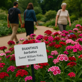 DIANTHUS barbatus (Sweet William Pinks, Mixed)