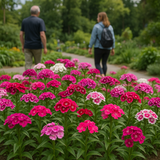 DIANTHUS barbatus (Sweet William Pinks, Mixed)