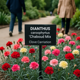 DIANTHUS caryophyllus ('Chabaud Mix' Clove Carnation)