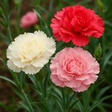 DIANTHUS caryophyllus ('Chabaud Mix' Clove Carnation)