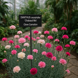 DIANTHUS caryophyllus ('Chabaud Mix' Clove Carnation)