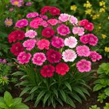 DIANTHUS chinensis (Chinese Pinks, Mixed)