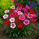 DIANTHUS chinensis (Chinese Pinks, Mixed)