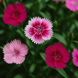 DIANTHUS chinensis (Chinese Pinks, Mixed)