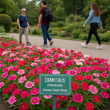 DIANTHUS chinensis (Chinese Pinks, Mixed)