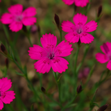 DIANTHUS deltoides 'Brilliant' (Maiden Pinks, Bright Rose)